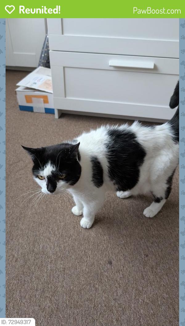 Reunited Female Cat last seen In the garden , Greater London, England CR0