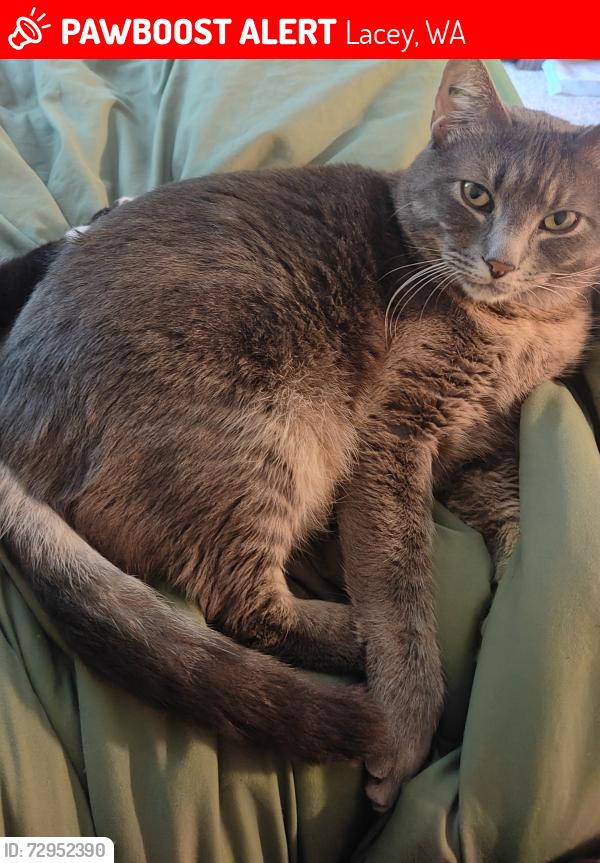 Lost Male Cat last seen Near College St SE , Lacey, WA 98503