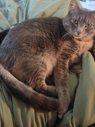 Lost Male Cat last seen Near College St SE , Lacey, WA 98503