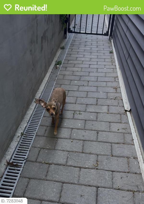 Reunited Female Dog last seen Tonelle Ave , Kearny, NJ 07032