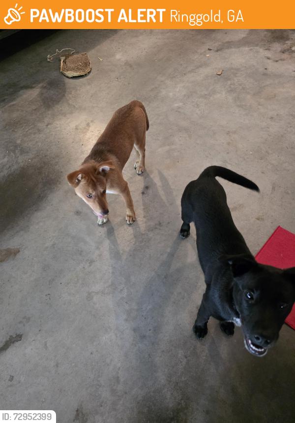 Found/Stray Female Dog last seen Manor Drive, Ringgold, GA 30736