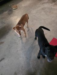 Found/Stray Female Dog last seen Manor Drive, Ringgold, GA 30736