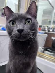 Reunited Male Cat last seen marion and bonanza, Las Vegas, NV 89110