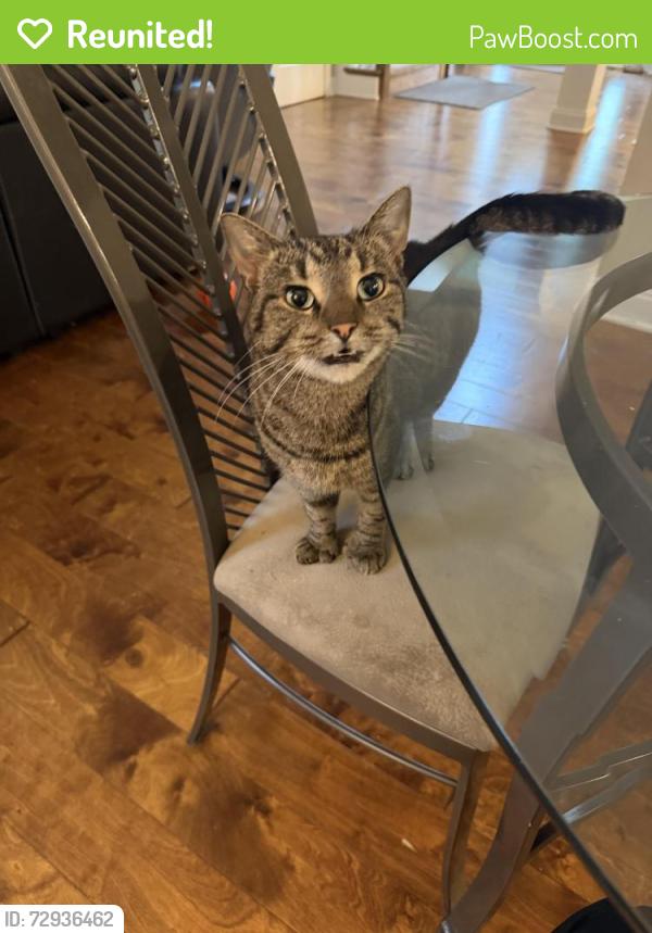 Reunited Male Cat last seen In woods between Chapel Glen neighborhood and Lanesborough apmts, Knoxville, TN 37934