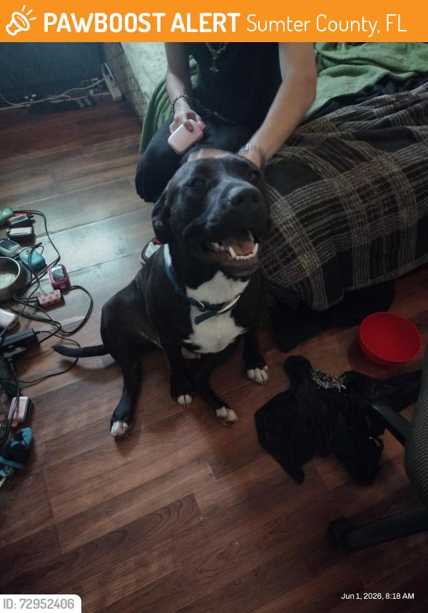 Found/Stray Male Dog last seen Unknown, Sumter County, FL 33585