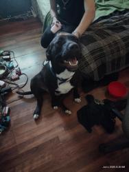 Found/Stray Male Dog last seen Unknown, Sumter County, FL 33585