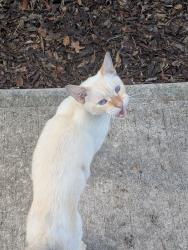 Found/Stray Male Cat last seen Skyline Drive and River Heights Drive, Cocoa, FL 32922