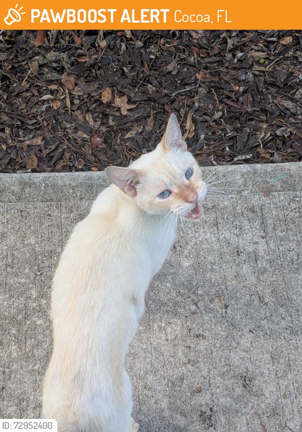 Found/Stray Male Cat last seen Skyline Drive and River Heights Drive, Cocoa, FL 32922