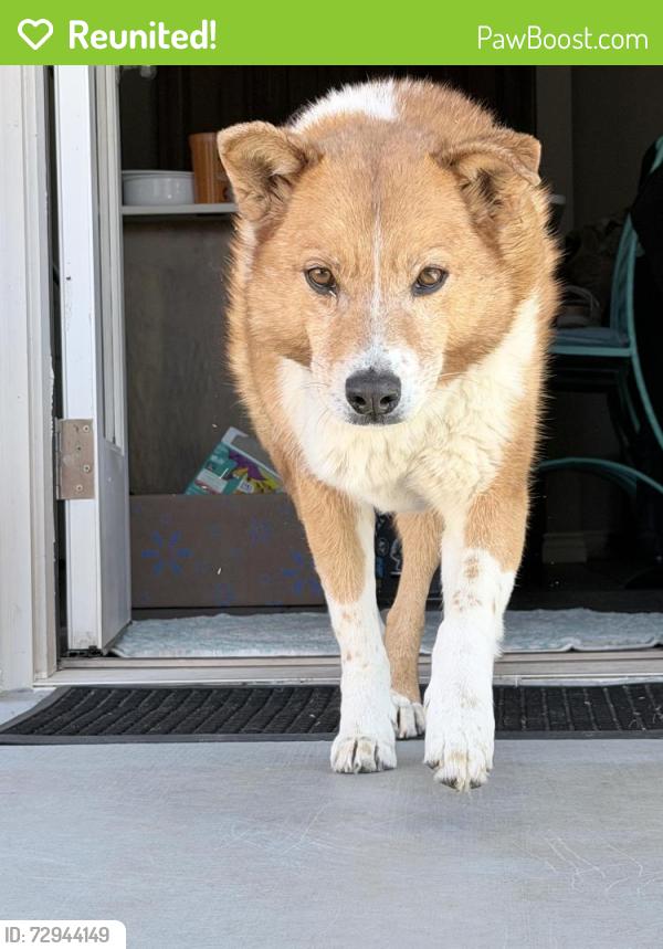 Reunited Male Dog last seen South of Russell Babb Elementary School, Harrah, OK 73045