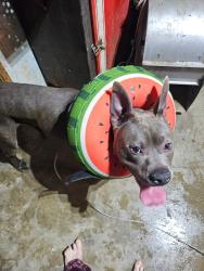 Reunited Unknown Dog last seen Grandview and fox hill, Indianapolis, IN 46228