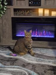 Lost Female Cat last seen Dixie hwy, Oakland Park, FL 33334