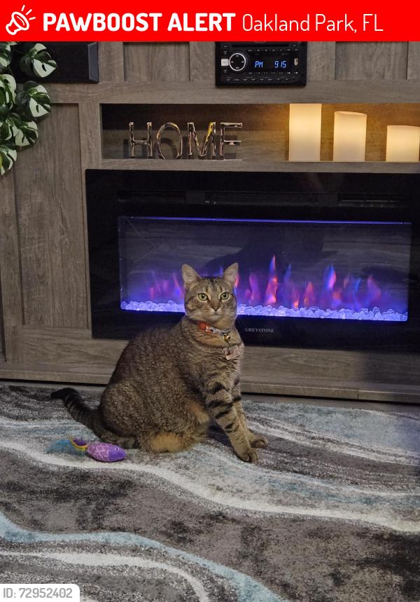 Lost Female Cat last seen Dixie hwy, Oakland Park, FL 33334