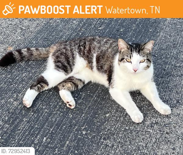 Found/Stray Female Cat last seen Near Locust Grove Road Watertown, Watertown, TN 37184