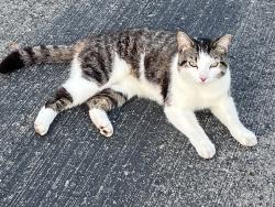 Found/Stray Female Cat last seen Near Locust Grove Road Watertown, Watertown, TN 37184