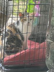 Found/Stray Female Cat last seen Williams landing and Hwy 20, Williams Landing, VIC 3027