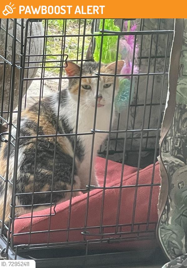 Found/Stray Female Cat last seen Williams landing and Hwy 20, Williams Landing, VIC 3027