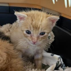 Shelter Stray Male Cat last seen E 32nd Street, National City, CA, 91950, San Diego, CA 92110