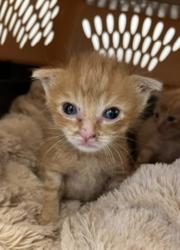 Shelter Stray Male Cat last seen E 32nd Street, National City, CA, 91950, San Diego, CA 92110