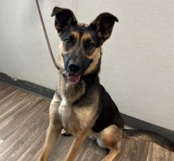 Shelter Stray Female Dog last seen Oceanview, San Diego, CA, 92113, San Diego, CA 92110