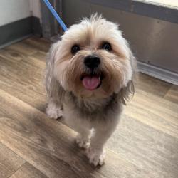 Shelter Stray Male Dog last seen Syracuse Avenue, San Diego, CA, 92122, San Diego, CA 92110