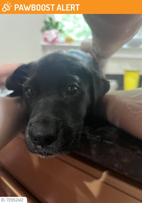 Found/Stray Unknown Dog last seen Mckelvey road pelzer sc, McKelvey Crossroads, SC 29627
