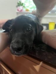 Found/Stray Unknown Dog last seen Mckelvey road pelzer sc, McKelvey Crossroads, SC 29627