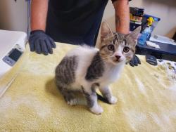Shelter Stray Female Cat last seen Near N Quince Street, Escondido, CA, 92025, Oceanside, CA 92058