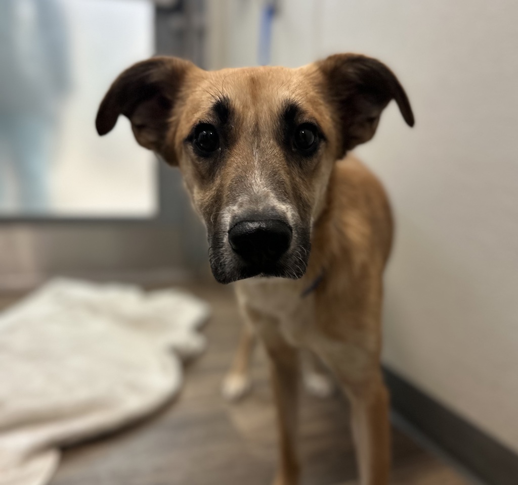Shelter Stray Male Dog last seen Cedar Street, San Diego, CA, 92101, San Diego, CA 92110