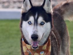 Shelter Stray Male Dog last seen Sreamview Road, San Diego, CA, 92105, San Diego, CA 92110