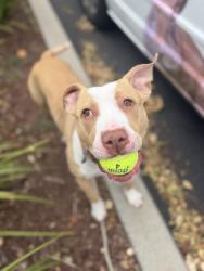 Shelter Stray Male Dog last seen El Cajon Boulevard, San Diego, CA, 92115, San Diego, CA 92110