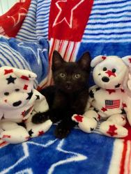 Shelter Stray Male Cat last seen Near N Quince Street, Escondido, CA, 92025, Escondido, CA 92027