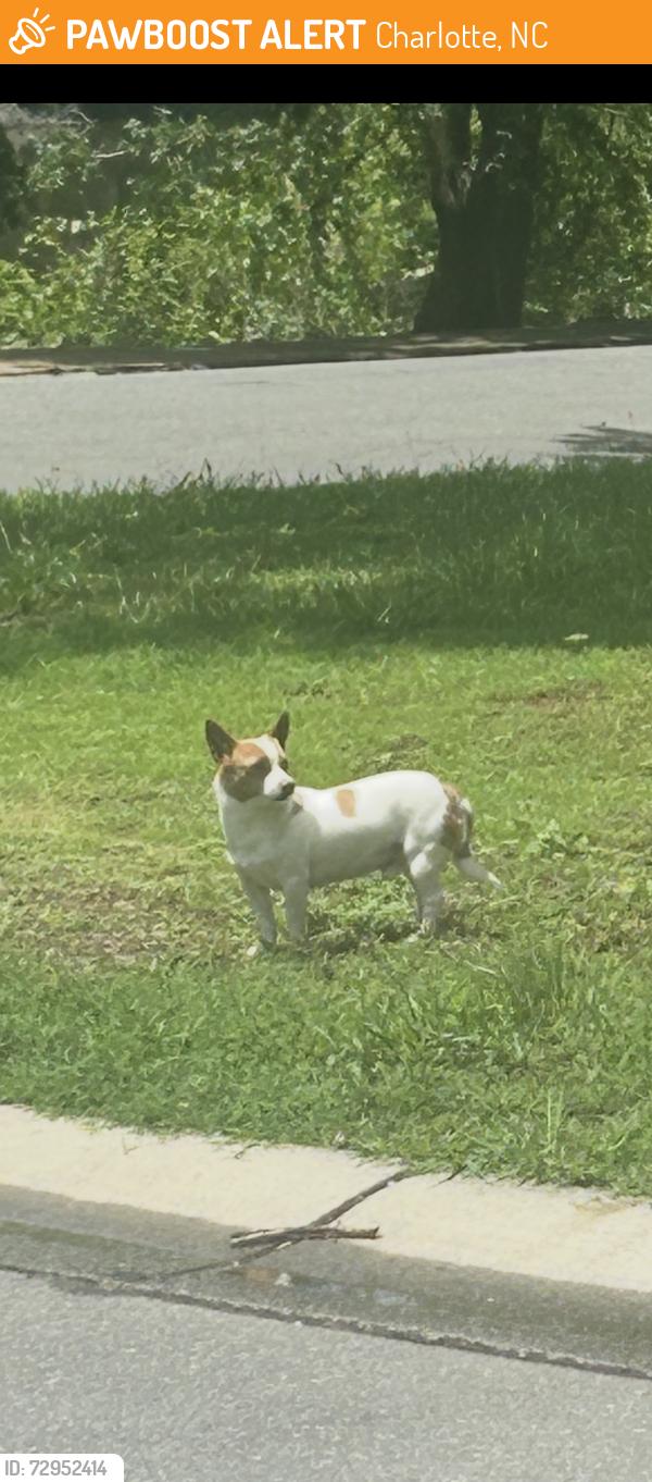 Found/Stray Unknown Dog last seen Eastbourne and Lake Forest Rd E, Charlotte, NC 28227