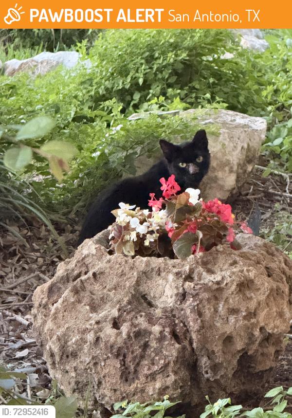Found/Stray Female Cat last seen Blossom Park , San Antonio, TX 78247