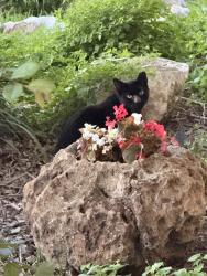 Found/Stray Female Cat last seen Blossom Park , San Antonio, TX 78247
