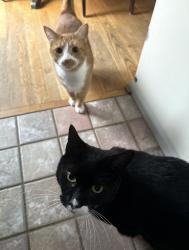 Lost Female Cat last seen Chadwick Circle, Lancaster, PA 17603