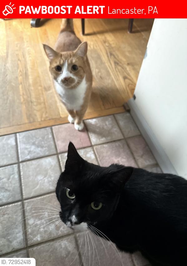 Lost Female Cat last seen Chadwick Circle, Lancaster, PA 17603