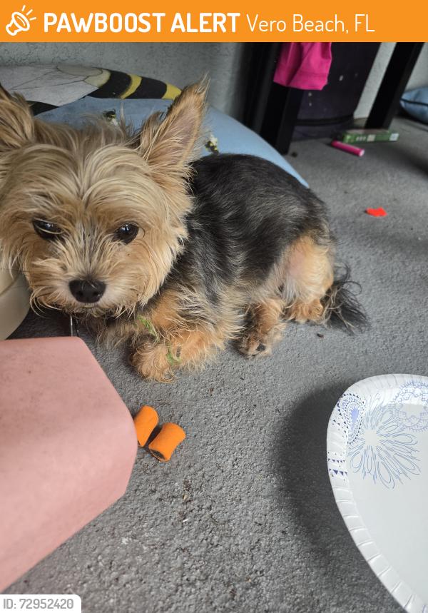 Found/Stray Unknown Dog last seen Highland drive, Vero Beach, FL 32962