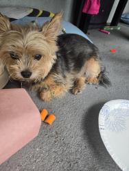 Found/Stray Unknown Dog last seen Highland drive, Vero Beach, FL 32962