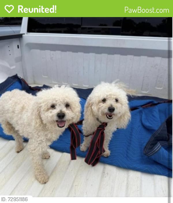 Reunited Female Dog last seen Dempsey Pl lawrenceville, Gwinnett County, GA 30044