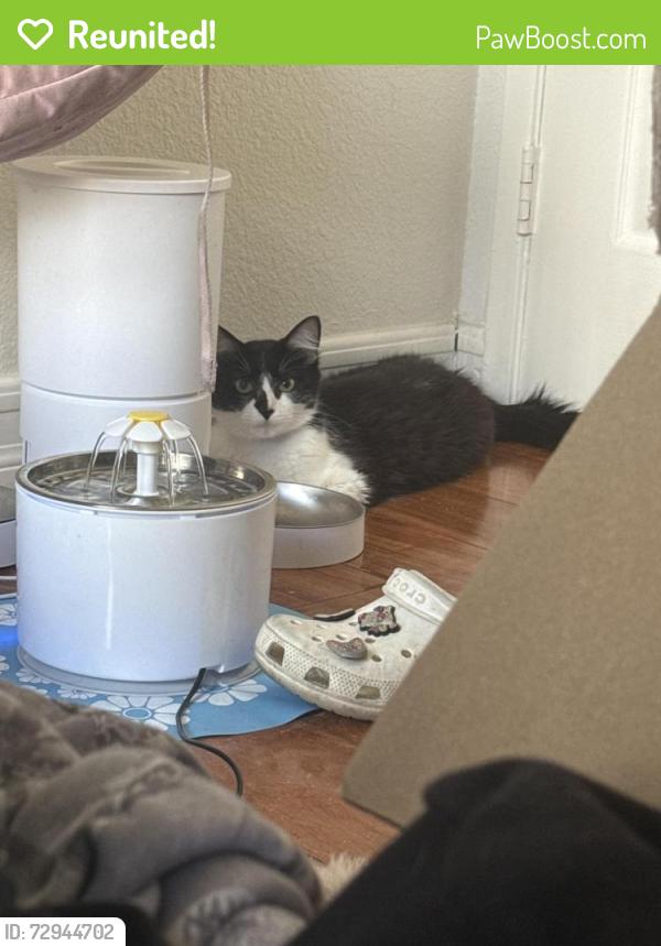 Reunited Female Cat last seen W 28th Street, Los Angeles, CA 90731
