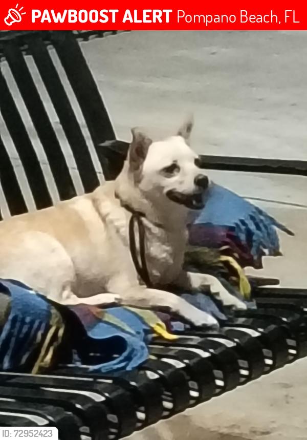 Lost Female Dog last seen Powerline , Pompano Beach, FL 33069