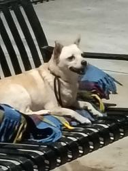 Lost Female Dog last seen Powerline , Pompano Beach, FL 33069