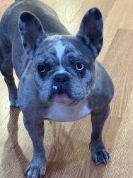 Reunited Female Dog last seen Azalea garden rd norfolk, Norfolk, VA 23513