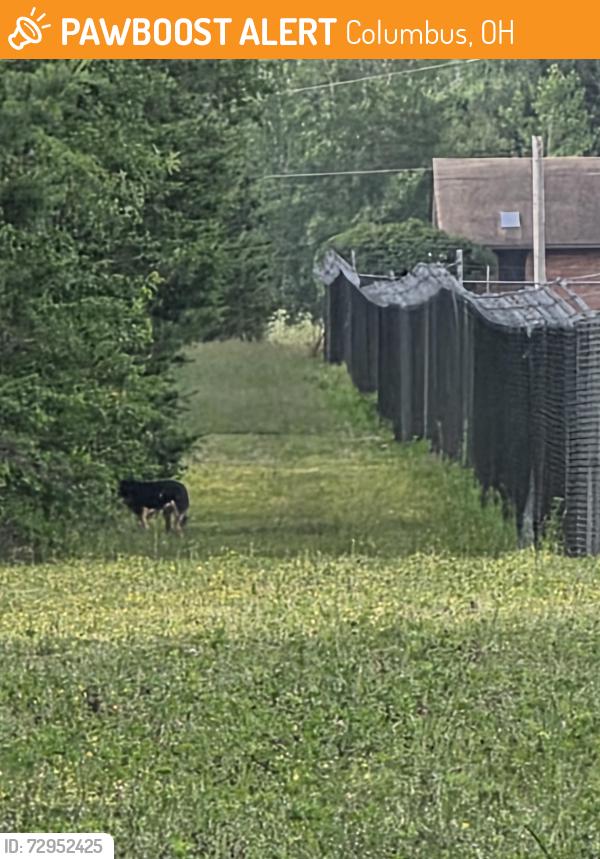Found/Stray Unknown Dog last seen Wurth and Cardinal storage. Closer to awurth, Columbus, OH 43123