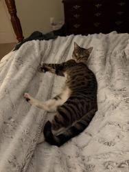 Reunited Female Cat last seen Near Nassau Dr, Lawrence Township, NJ 08648