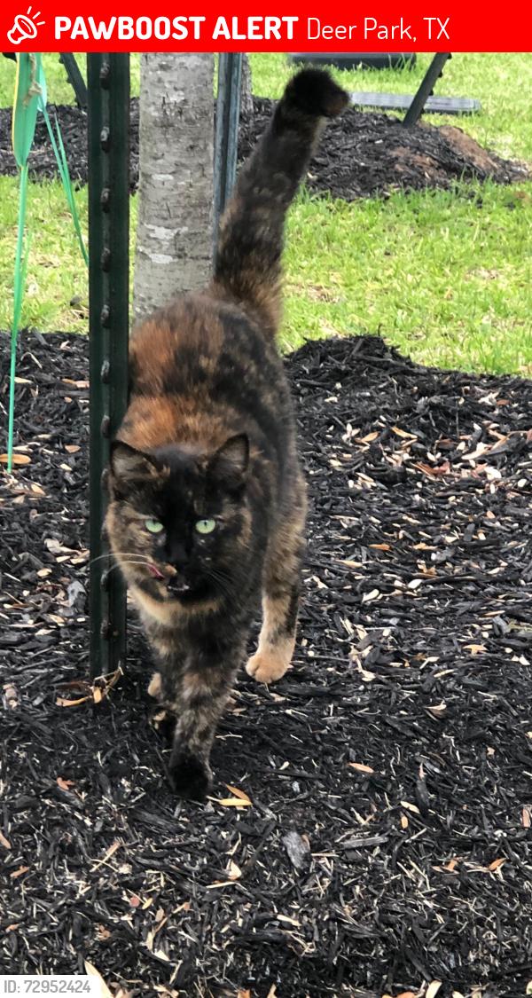 Lost Female Cat last seen Pasadena Blvd, close to Center Steet, Deer Park, TX 77536