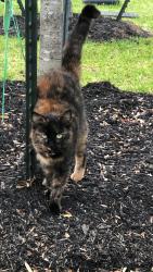 Lost Female Cat last seen Pasadena Blvd, close to Center Steet, Deer Park, TX 77536