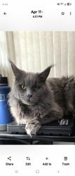 Lost Male Cat last seen Addison, Antioch, IL 60002