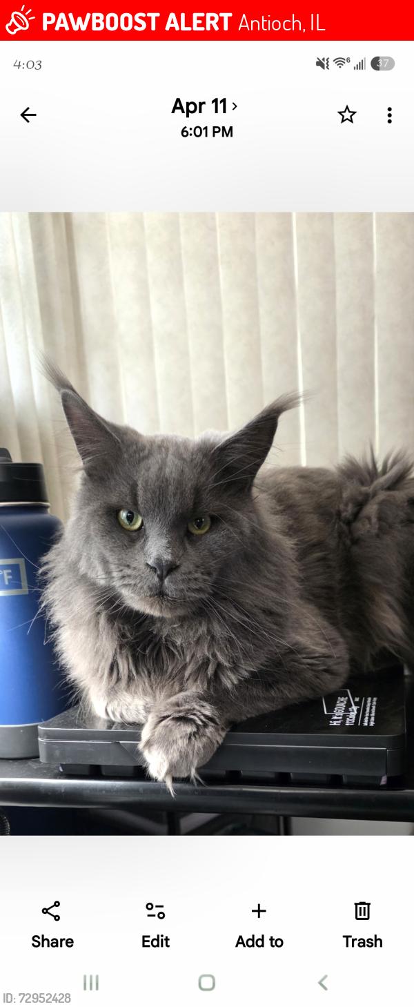 Lost Male Cat last seen Addison, Antioch, IL 60002