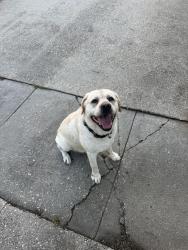 Found/Stray Male Dog last seen Springlake Drive / Springbrook Ave , Baton Rouge, LA 70810